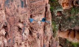 Des aras de Lear survolent une réserve, à proximité du complexe éolien de Canudos, dans l'Etat de Bahia, le 5 mai 2023 au Brésil