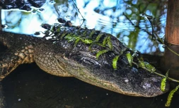 Un alligator se cache sous une branche dans le parc national des Everglades, en Floride, le 30 septembre 2021