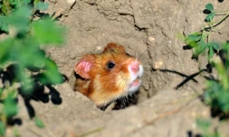 Un hamster d'Europe photographié le 2 juillet 2014 prÚs de Boesfeld, dans le centre de l'Allemagne. L'animal, aussi connu en France comme le grand hamster d'Alsace, est menacé