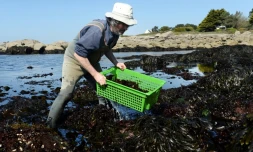 André Berthou, algoculteur breton, recueille des algues à Trégunc, dans le Finistère, le 12 avril 2017
