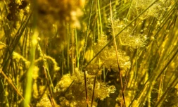 De la végétation dans les marécages du parc national des Everglades, en Floride, le 30 septembre 2021