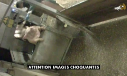 Cette capture d'écran d'une vidéo fournie le 21 mai 2018 par l'association Anymal sur YouTube, montre un cochon abattu à l'abattoir municipal d'Alès (sud)