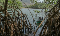 Milicent Turay ramasse des huîtres dans la rivière Numéro Deux, au milieu des mangroves de Freetown, le 13 avril 2026, en Sierra Leone