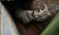 Un rhinocéros noir sur le point d'être transféré depuis le parc national de Nairobi vers celui de Tsavo-Est, dans le sud-est du pays, le 26 juin 2018