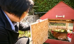 Yong-mi Kim regarde ses poules pondeuses dans son poulailler portable livré à son domicile dans le cadre du service "Rent The Chicken » à La Crescenta, le 21 avril 2025 en Californie
