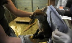 Un renard est soigné au centre de soins pour animaux sauvages "Volée de piafs", à Languidic (Morbihan), le 16 mai 2017