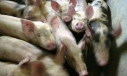 Deux militants L214 jugés pour avoir caché des caméras dans un abattoir