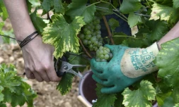 Vendange dans le vignoble de St Veran à Chasselas près de Macon (est), le 23 septembre 2016