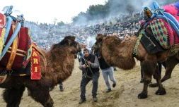 Un combat de chameaux dans l'arène du festival de Selcuk, le 20 janvier 2019 en Turquie