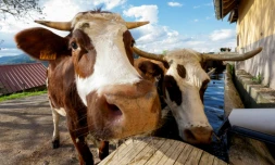 Des vaches boivent, le 13 mai 2024 Ă Willer-sur-Thur, dans le nord-est de la France