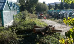 Les travaux d'extension de Roland-Garros ont débuté par l'abattage des arbres aux Serres d'Auteuil, le 5 octobre 2016 à Paris