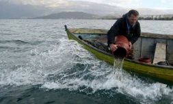 Des techniciens et des pĂȘcheurs relĂąchent des alevins de truite "Koran" ans le lac d'Ohrid, Ă Pogradec, le 6 novembre 2023 en Albanie