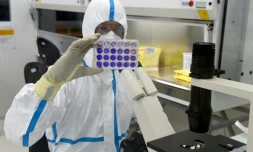 Un technicien examine une plaque de cellules infectées par le virus du Sars-Cov-2 au laboratoire de la société de biotechnologie Valneva, le 30 juillet 2020 à Saint-Herblain, près de Nantes