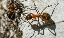 Des fourmis de l'espère Formica en juillet 2017 à Birkenwerder, en Allemagne
