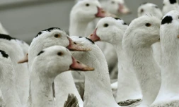 Face à la flambée du nombre d'élevages contaminés par la grippe aviaire dans le Sud-Ouest, des professionnels du foie gras poussaient jeudi les autorités sanitaires à procéder à des abattages préventifs de canards plus massifs