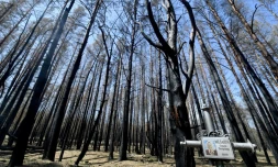 Des arbres calcinés dans un cimetiÚre de la zone d'exclusion de Tchernobyl, le 11 juin 2020 en Ukraine
