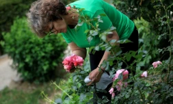 Ariana Nikolla, enseignante en biologie, recueille les pétales d'une rose à Përmet, le 28 mai 2025 en Albanie