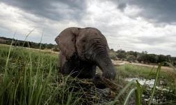 Un éléphant barbote au coucher du soleil dans les eaux de la rivière Chobe dans le parc national de Chobe au Botswana, le 20 mars 2015