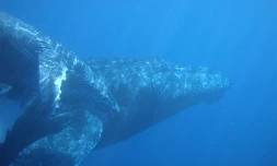 Dimanche 26 septembre 2010, baleines au large de l'Hermitage. (Photos Julie Fioretti et Nicolas Pommier pour les Photos sous-marine)