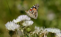 Un papillon "dame peinte" (Vanesa cardui) à Zvërnec, au sud-ouest de Tirana, le 27 mai 2024 en Albanie