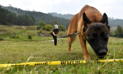 Un malinois entraîné à la détection de mines à Kojic, le 20 septembre 2020 en Bosnie