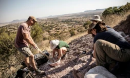 Le professeur Jonah Choiniere (à gauche) de l'université du Witwatersrand à Johannesburg extrait le fossile d'un reptile disparu depuis 200 millions d'années, le 11 octobre 2018 à la ferme Heelbo près de Rosendal