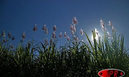 Image de cannes à sucre