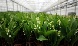 Des pots de muguet à Saint-Julien-de-Concelles près de Nantes