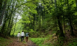 Les frères Gyger dans une forêt à la recherche de plantes pour leur distillerie, le 10 mai 2022 à Souboz, en Suisse