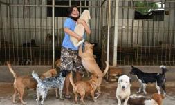 Susana Somali dans son refuge pour chiens installé à Jakarta, le 30 juin 2020