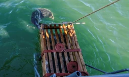 Un phoque gris relâché dans la mer Baltique, à 20 km de Klaipeda, le 2 juillet 2025 en Lituanie