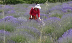 Un champ de lavande à Koplik, le 11 juin 2021 en Albanie