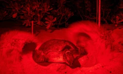 De la lumière rouge pour ne pas perturber une tortue de mer verte qui recouvre ses ?ufs de sable sur le rivage de Chagar Hutang sur l'île de Redang au nord-est de la Malaisie, le 28 juin 2020