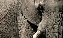 Un éléphant du parc animalier de Thoiry, le 29 mai 2020