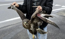 Un Albanais vend une buse variable blessée aigle blessé au bord de la route nationale près de Tirana, en Albanie, le 8 novembre 2017