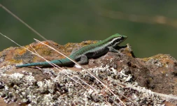 Lézard vert des hauts - (Photo: Parc national de La Réunion - Stéphane Di Mauro)