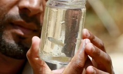 Abdallah Oshoush, un expert en environnement travaillant dans la réserve de Fifa, à 140 km au sud-ouest d'Amman, tient un bocal avec un poisson en voie d'extinction, appelé la carpe de la mer Morte, le 2 juin 2021