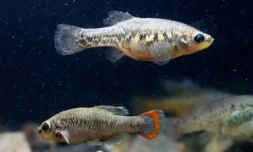 Deux poissons téquila (zoogoneticus tequila), une femelle et un mùle - ce dernier reconnaissable à sa queue orangée - nagent dans un aquarium
à Teuchitlan, Etat de Jalisco, au Mexique le 15 février 2022