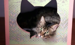 Un chat persan au musée-café "Miaouseum", le 30 mai 2023 à Téhéran, en Iran