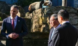 Le panda Wang Wang, le Premier ministre d'Australie méridionale Peter Malinauskas et le Premier ministre chinois Li Qiang au zoo d'Adélaïde, le 16 juin 2024 en Australie