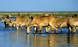 Des antilopes saĂŻga dans un lac prĂšs d'Almaty, au Kazakhstan, le 14 mai 2021.