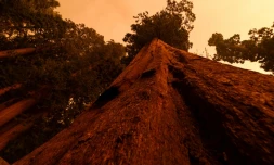 Des séquoias géants se dressent dans le ciel enfumé par un incendie proche, près de Red Fir, dans le parc national de Séquoia, le 17 septembre 2021