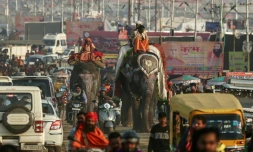 Des cornacs montent des éléphants après une procession religieuse précédant le festival de la Kumbh Mela à Prayagraj en Inde, le 11 janvier 2025