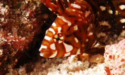 Clichés du Trophée H2o (photo: DR)