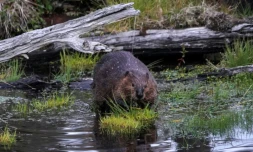 Un castor dans une forêt près de Puerto Williams (Chili), le 5 février 2020