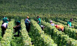 Des vendangeurs récoltent du raisin dans un vignoble de Hautvillers, en Champagne, le 16 septembre 2024