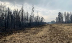 Autour d'Entwistle dans la province canadienne de l'Alberta, plusieurs feux sont hors de contrĂŽle depuis plusieurs jours, le 9 mai 2023.