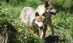Loups au parc animalier des Angles, le 18 juin 2015