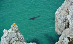 Image d'un requin pèlerin diffusée le 7 août 2018 par l'APECS (Association pour l'étude et la conservation des sélaciens)