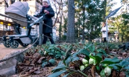 Des plantes au parc botanique de Moscou le 20 décembre 2019
